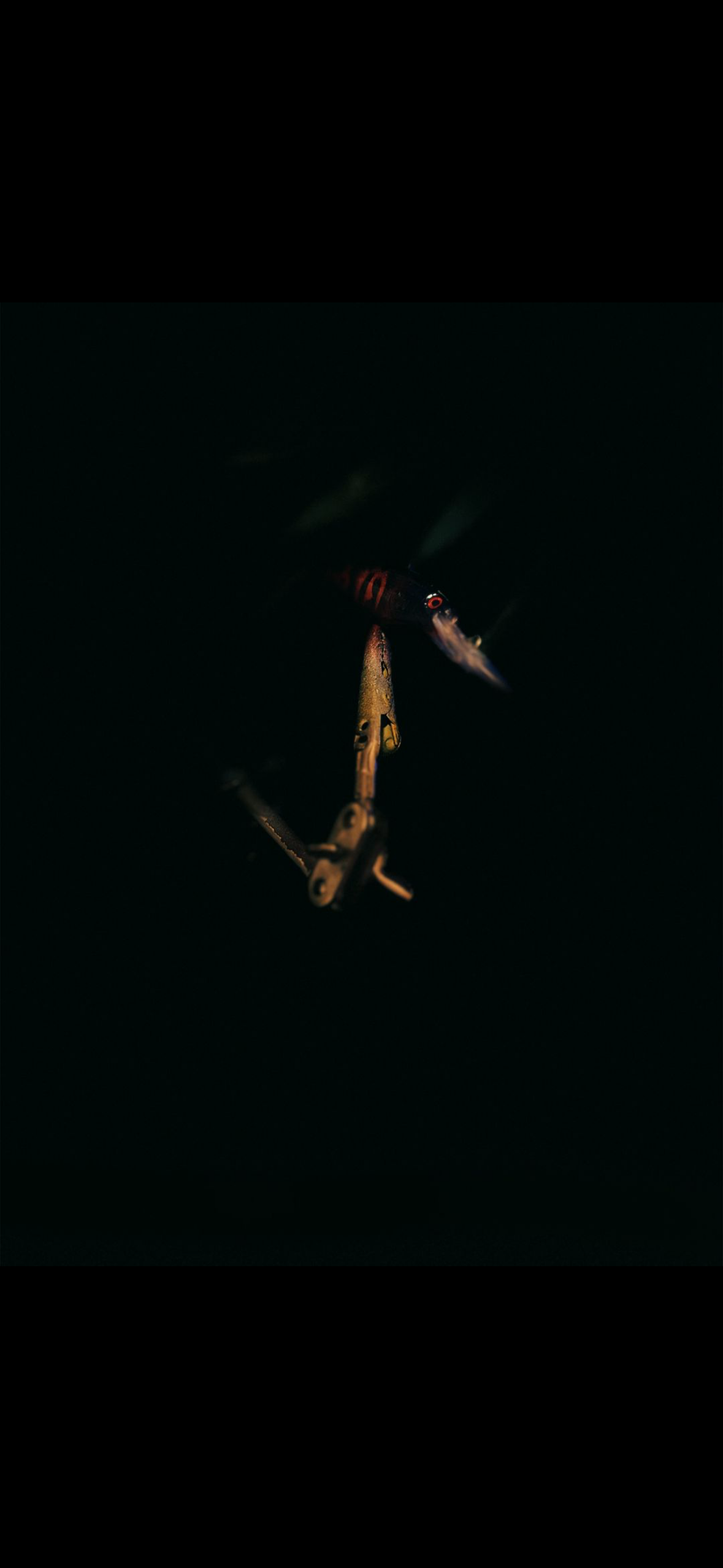 Jerkbait